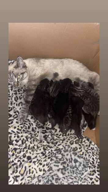 British shorthair x tabby
