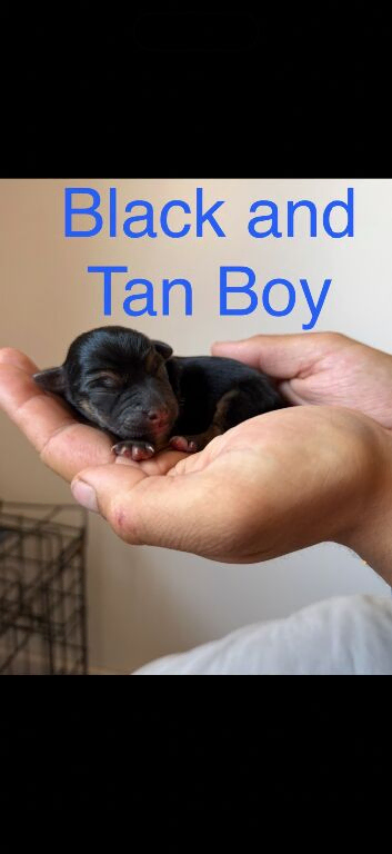 Beautiful Jack Russell puppies