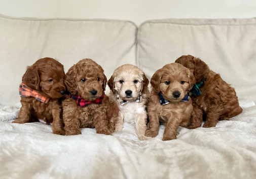 Small F1b Mini/Toy Goldendoodle Puppies - WAITING LIST