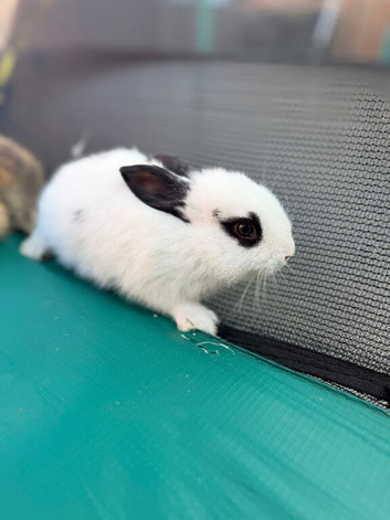 Bunnies