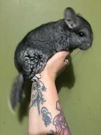 Ebony male chinchilla kit