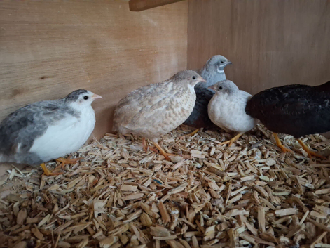 Mixed Chinese Painted Quail