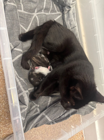 Three kittens for sale