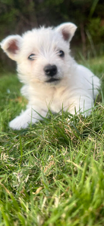 West Highland Terrier Puppies READY NEXT WEEK
