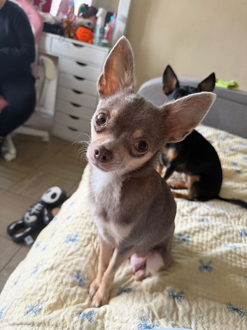 4 Beautiful Chihuahua Puppies!
