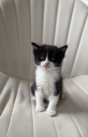 Kittens