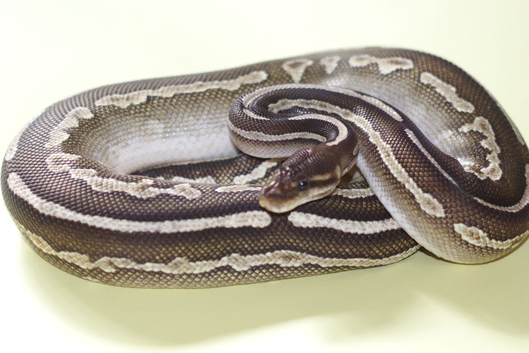 For sale Royal python