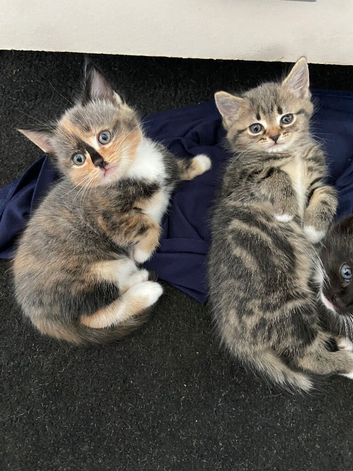 Have 2 fur baby&rsquo;s looking for there forever home