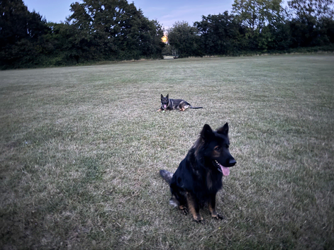 German shepherd
