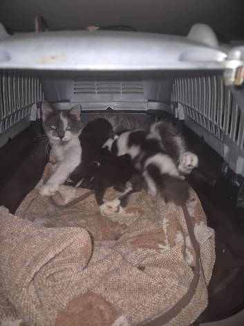 4 Beautiful kittens