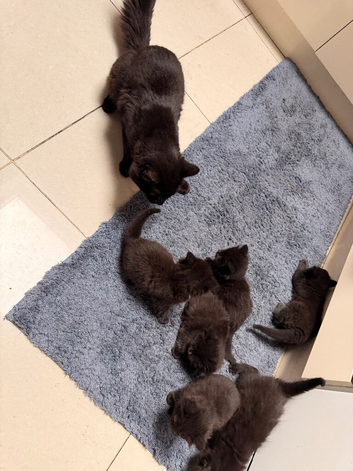 6 kittens