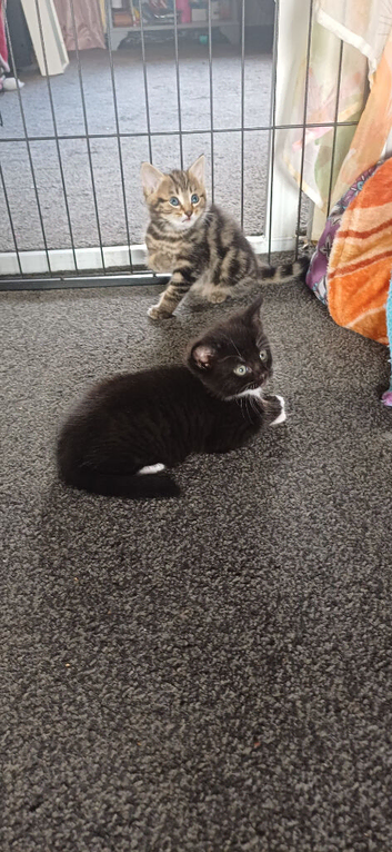 Siberian cross domestic short hair