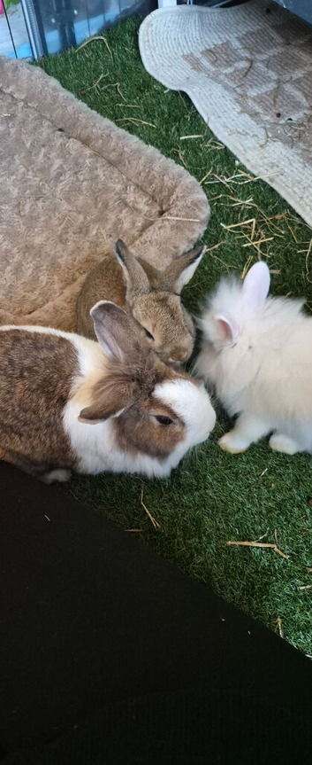 Rabbits for rehoming