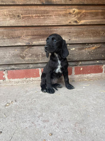 Cocker x labs puppies