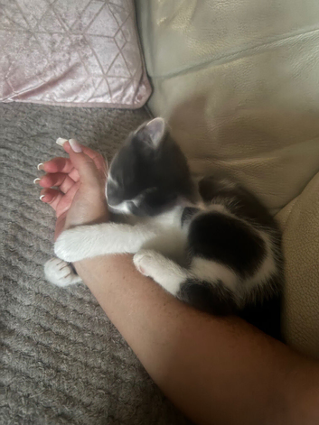 Kittens 11 weeks old