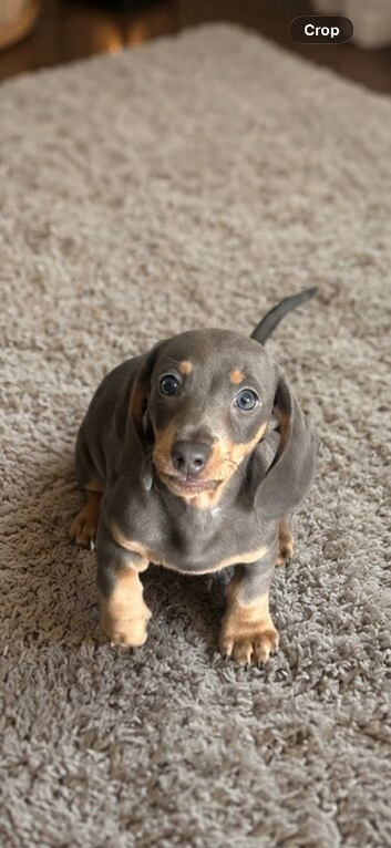 Dashound puppie boy