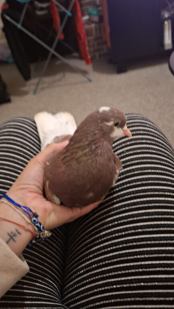 Female pigeon