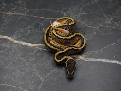 Pastel piebald
