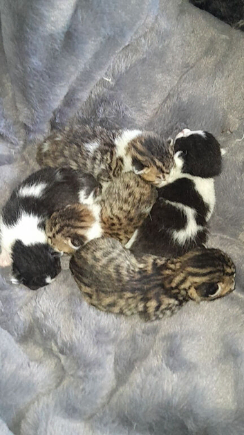 Kittens for sale East london