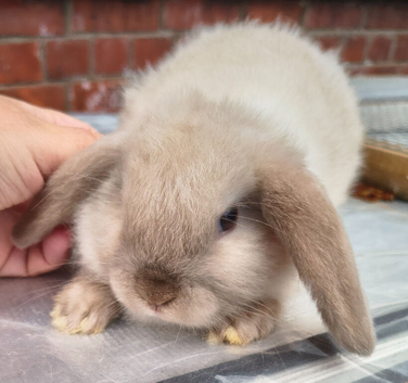 Chocolate point mini lop girl 8 weeks old