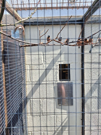 Parson finches for sale