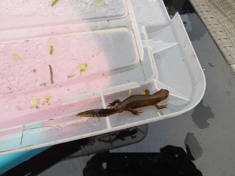 Italian Alpine Newt for sale