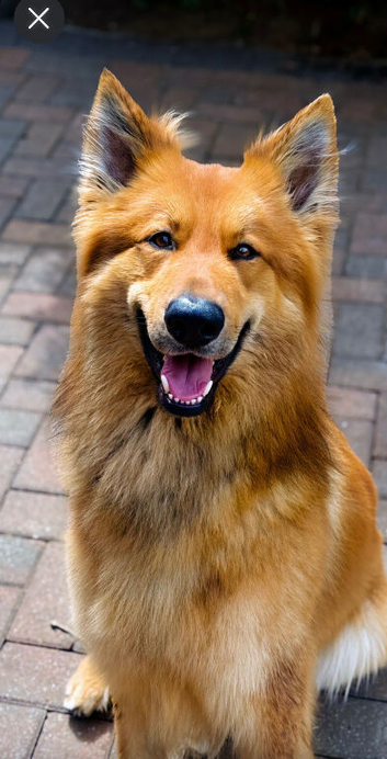 Rambo