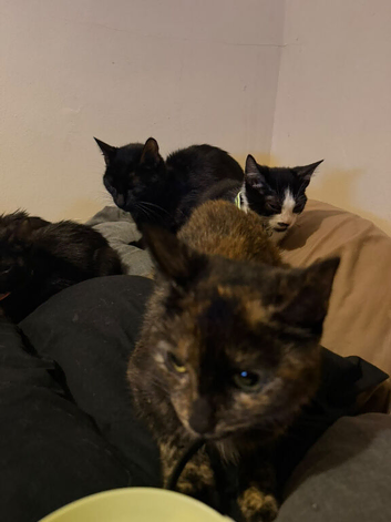 Urgent Rescue Kittens/Adults