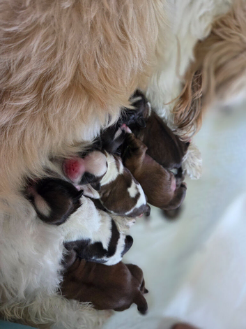 Beautiful Shih Tzu puppies