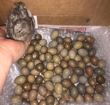 CHINESE PAINTED BUTTON QUAILS EGGS !