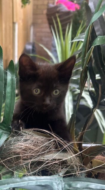 Beautiful black with tabby stripes