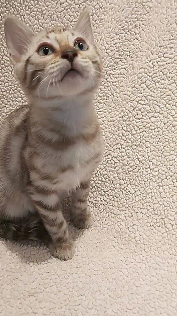 Pedigree Snow Bengal Kittens