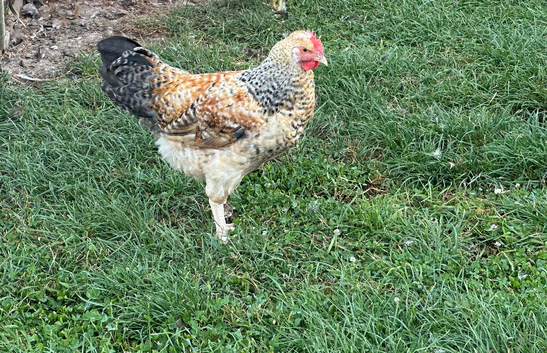 Cream legbar Cockerel