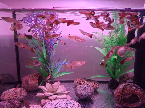 Colourful guppies for sale