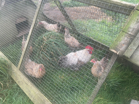 Cream legbar hatching eggs