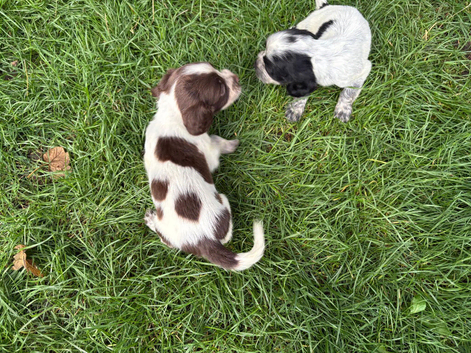 Lovely litter of sprockers