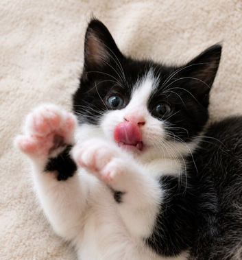 Oreo &ndash; Gorgeous Black and White British Shorthair Cross Kitten