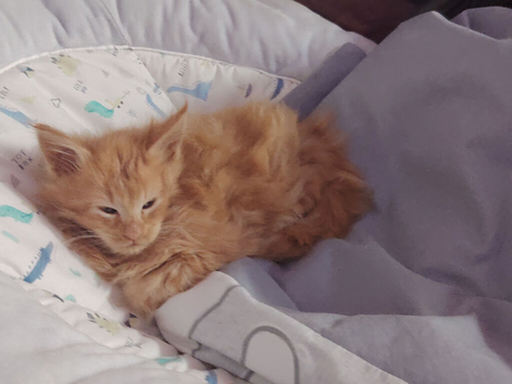 Maine Coon kittens