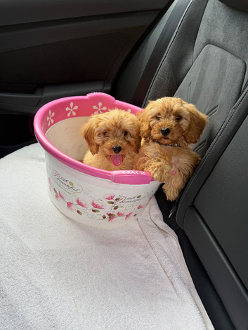 Cavapoos