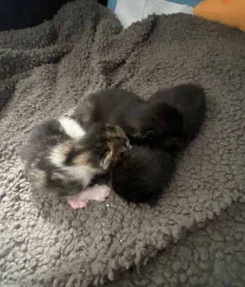 3 Gorgeous Kittens