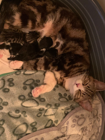 4 beautiful kittens