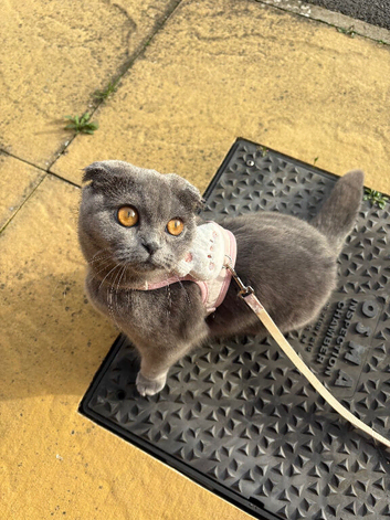 Beautiful Grey British Shorthair x Scottish Fold Female