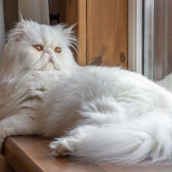 Persian kittens