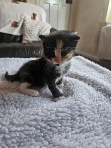 Stunning kittens for sale