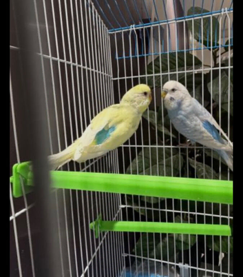 Pair of budgies for sale