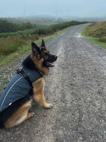 4 Years Old GSD Male