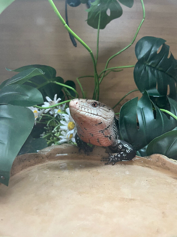 blue tongued skink