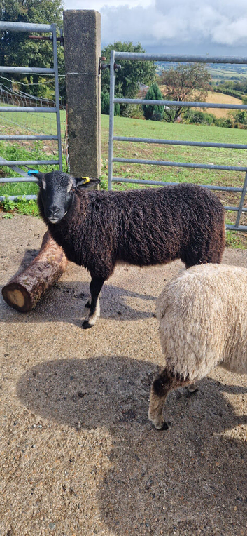 Badger face texel x shetland