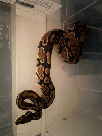 Gravel Royal Python