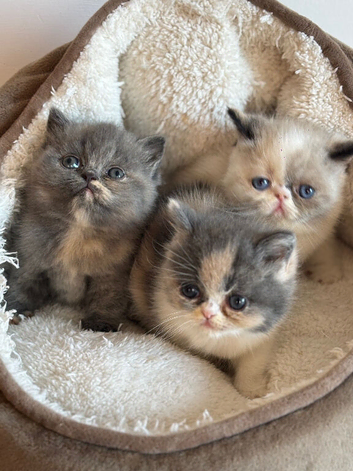 beautiful exotic chunky kittens high quality